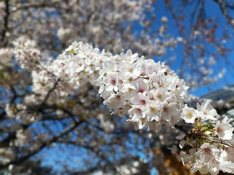 マークXの綺麗に咲いたよ🌸✨・今年も綺麗に咲き、見納める事が出来ました😊・宴♪・ぱーちぃーぱーちぃー（Party( ˘ ³˘)♥）に関するカスタム事例の投稿画像5枚目