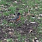 American Robin