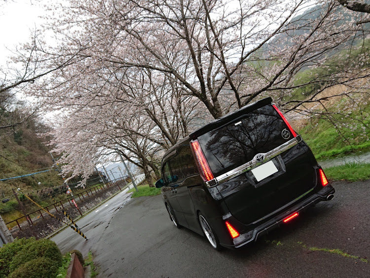 ヴォクシーの桜とコラボに関するカスタム事例の投稿画像2枚目
