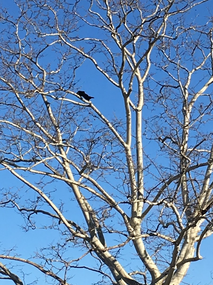 Baltimore Crow