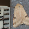 Bordered Straw