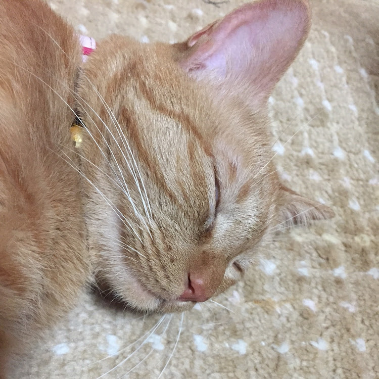 MRワゴンのまーや٩(๑❛ᴗ❛๑)۶【CT愛猫部】No.28さんが投稿したカスタム事例の投稿画像1枚目