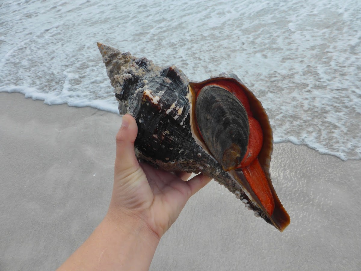 Florida Horse Conch