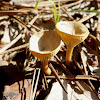 Goblet Mushroom