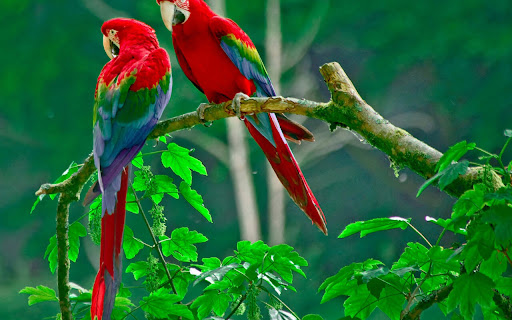 Two Vibrant Macaws Perch on a Branch in a screenshot 2