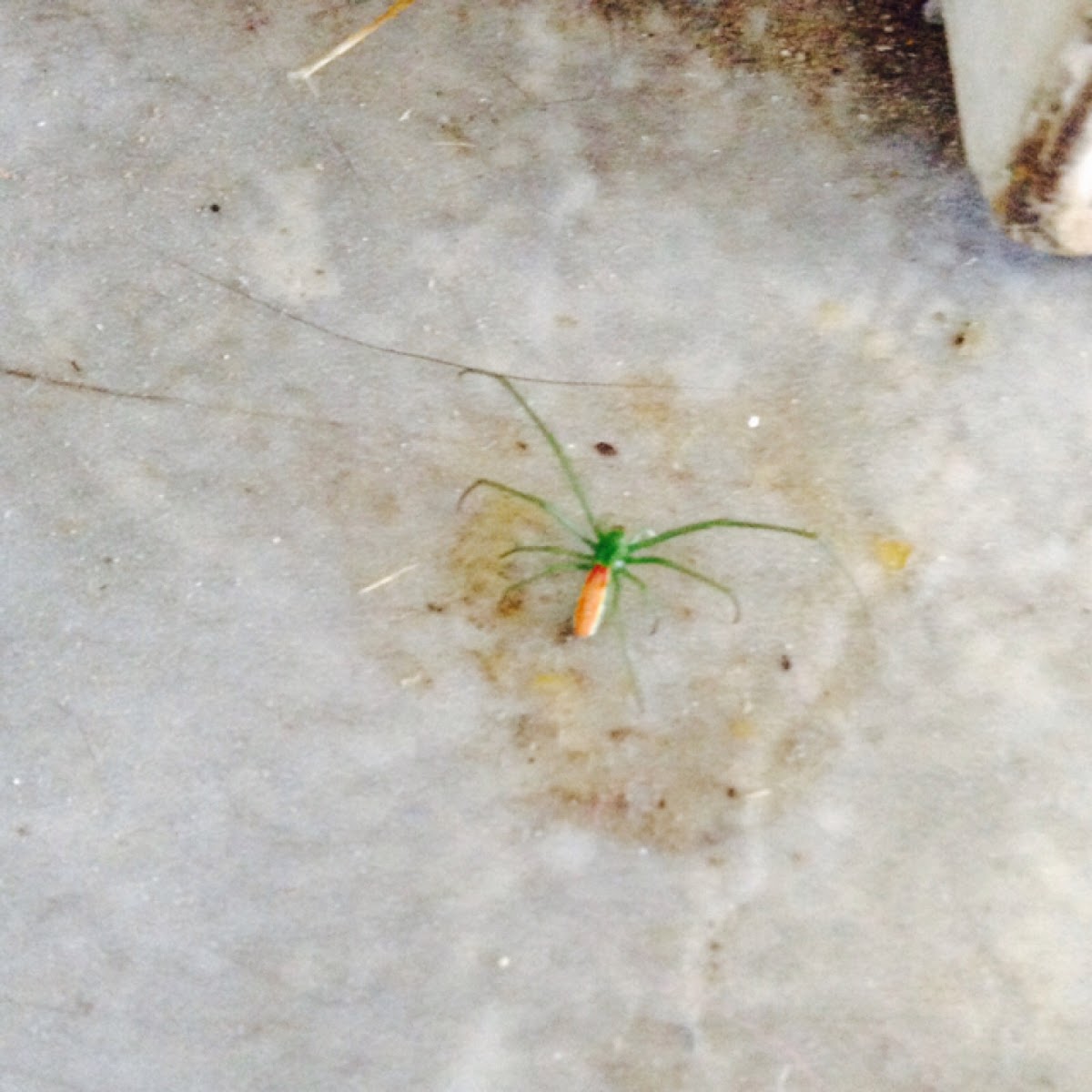 Longjawed Orbweaver