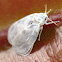 Whitefly