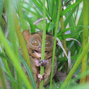 Tarsier