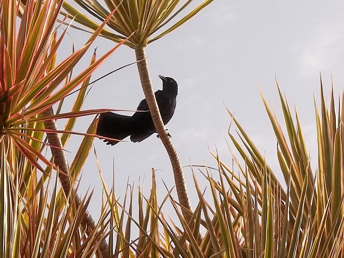 Mozambique/ Chango/ Greater Antillean Grackle