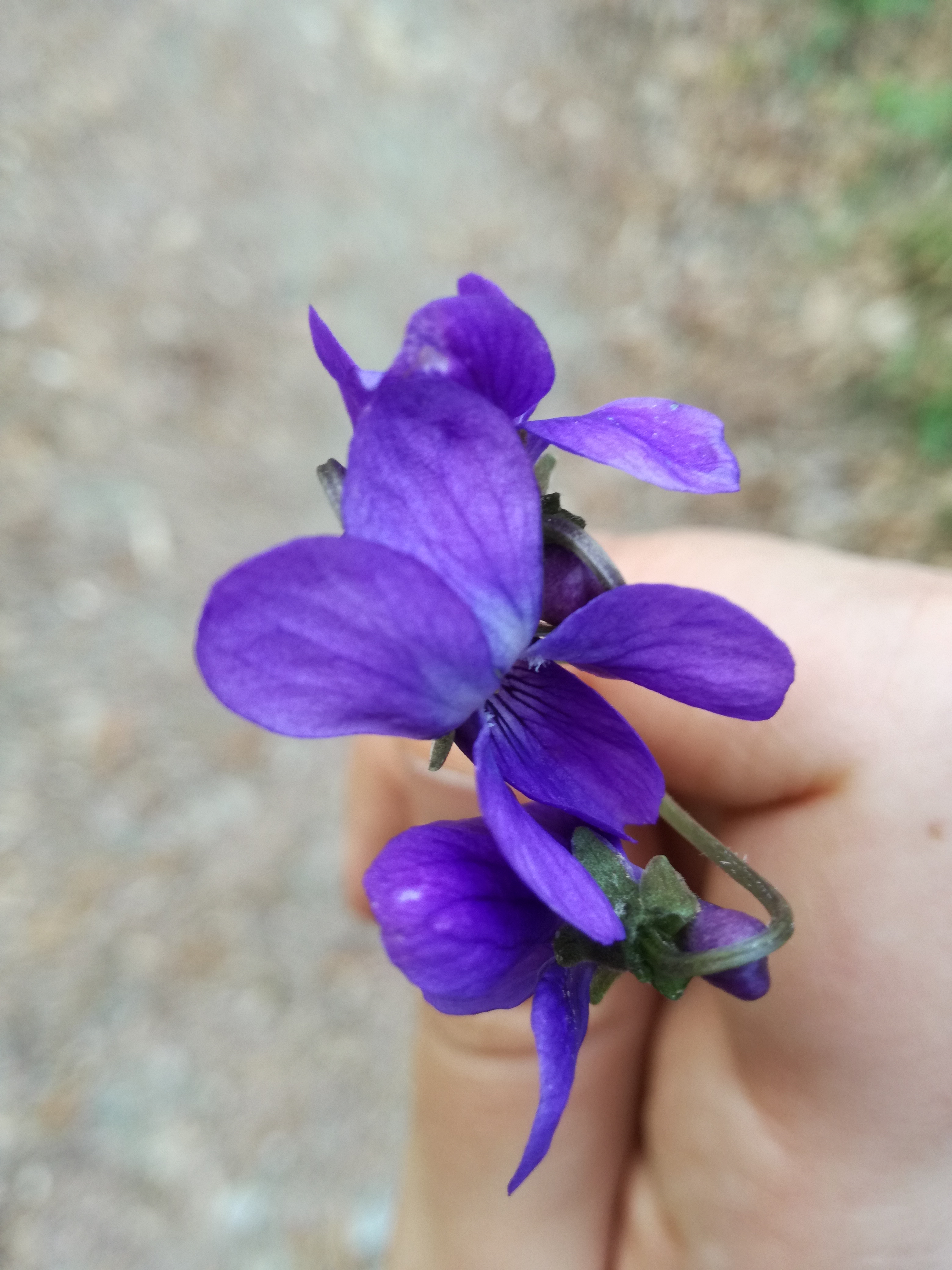 la violetta che in su per l'erbetta canta al mattino: VIVA! di giovannaquiri