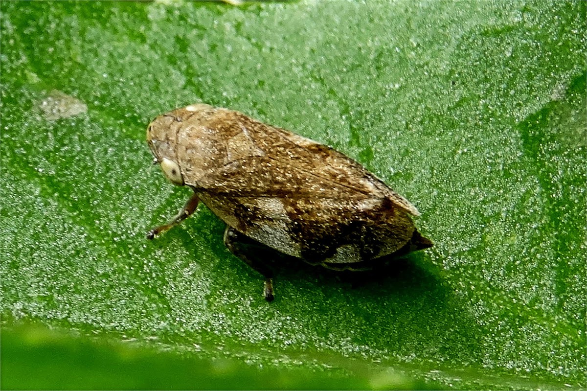 Meadow Spittlebug