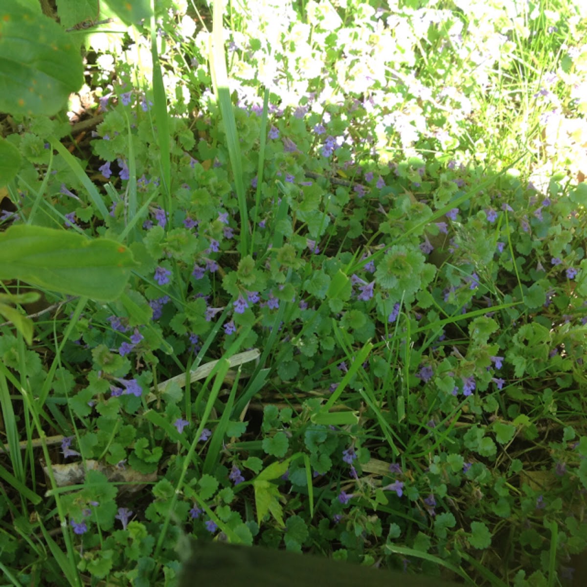 Creeping charlie / ground ivy