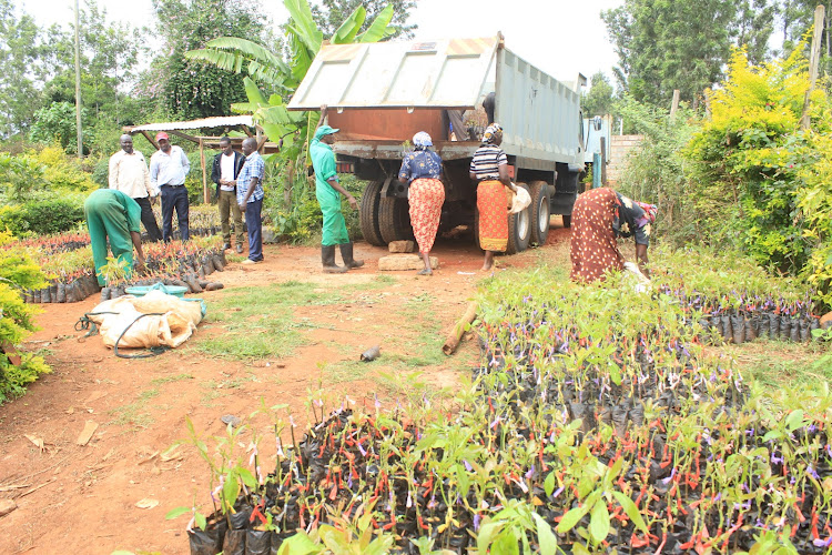 Grafted hass avocado seedlings being loaded into a truck from a farm in Makuyu area, Murang'a County.