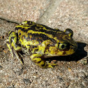 Eastern Spadefoot Toad