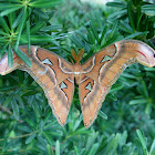 Lorquin's Atlas Moth