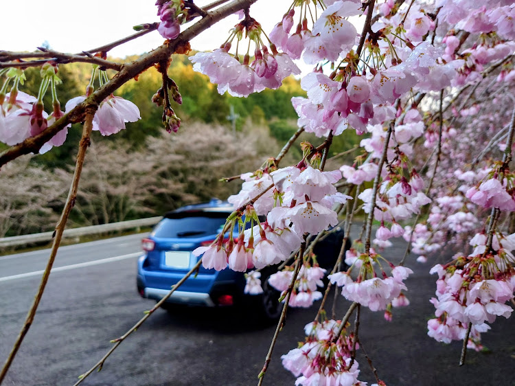 XVの桜とコラボ・しだれ桜・春めき桜・神山・県道21号線に関するカスタム事例の投稿画像2枚目