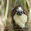 Panamanian Tamarin