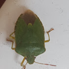 Smrdibuba (Pentatomidae)