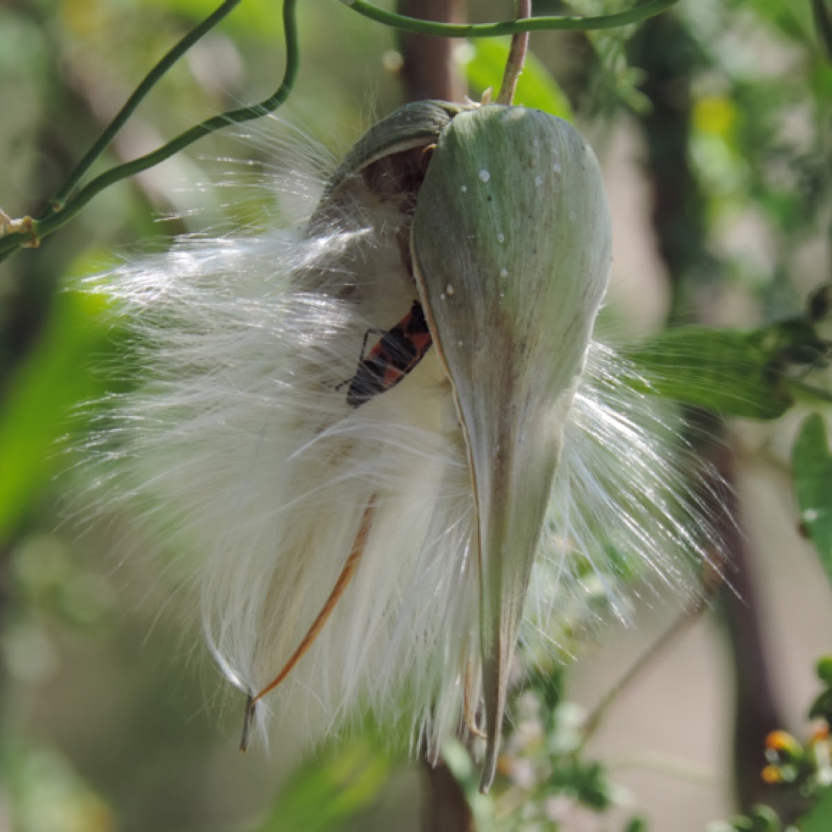 Fringed Twinevine