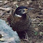 Spotted Laughingthrush