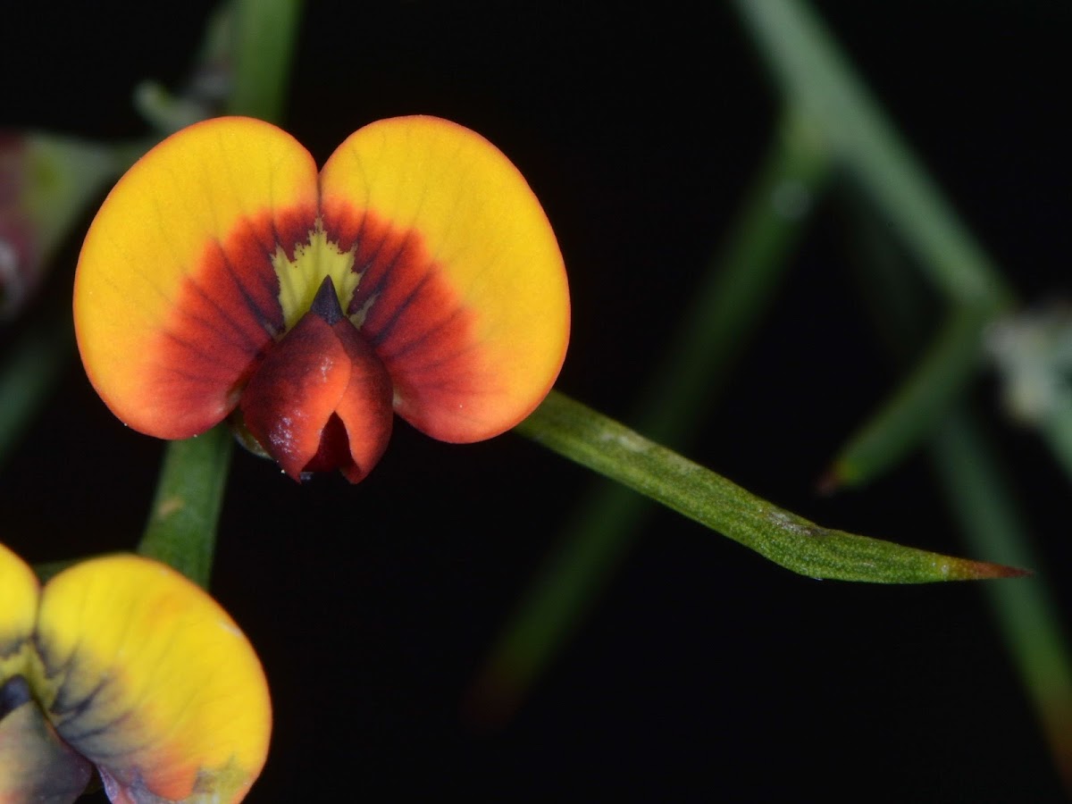 Daviesia eremaea