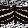 Zebra Longwing butterfly