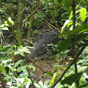 Baird's Tapir