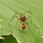 Red-ant Mimic Crab Spider