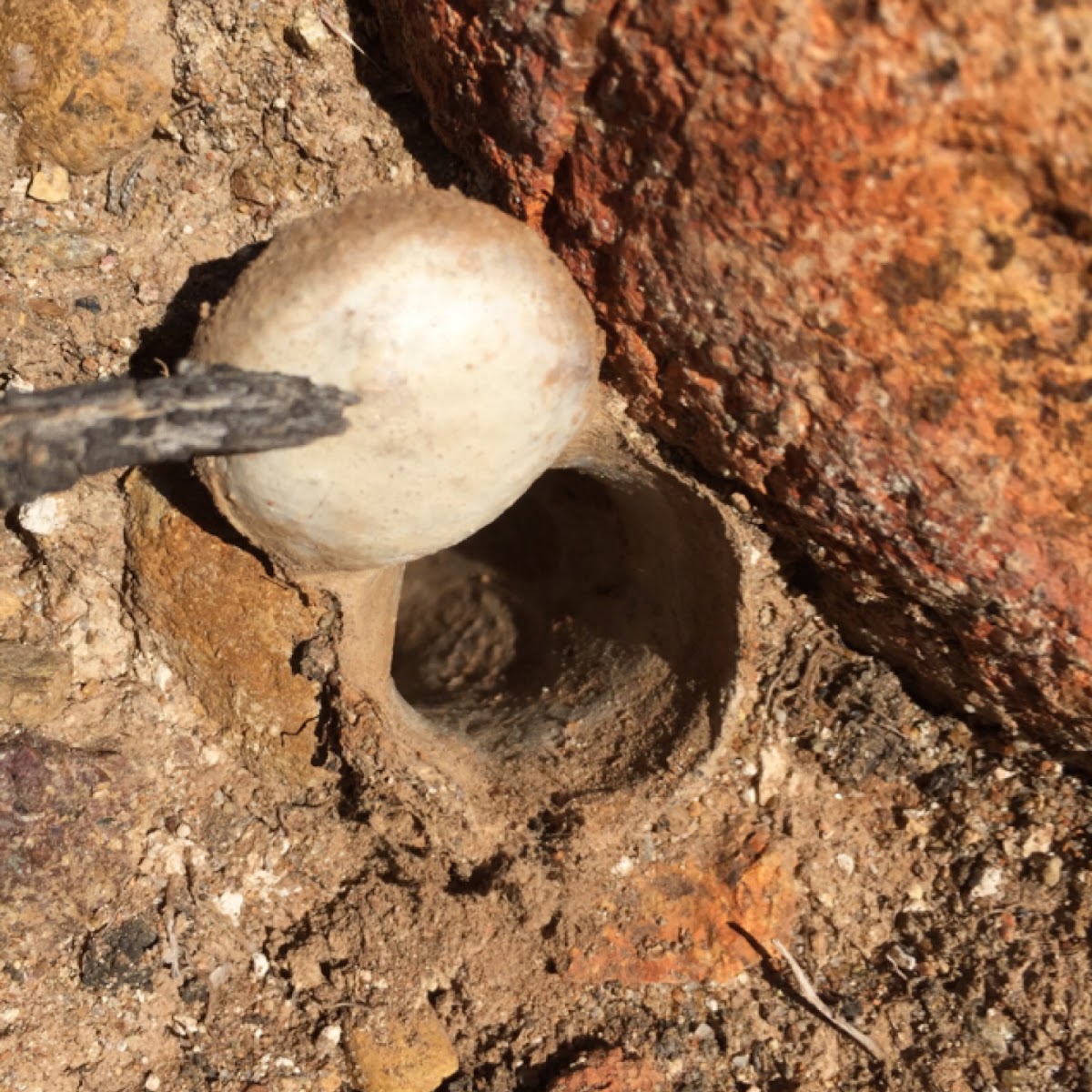 Trap door spider tunnel