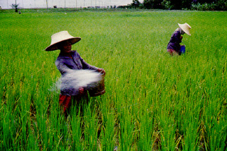 Pupuk di tanah sawah untuk penurunan. Karena tanaman menyerap mineral untuk digunakan.