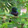 Purple-banded sunbird