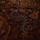 Tanzanian Blue Ring Centipede