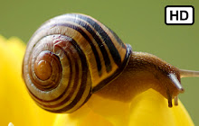 Snails HD Wallpapers New Tab Theme small promo image