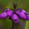 Bell Heather