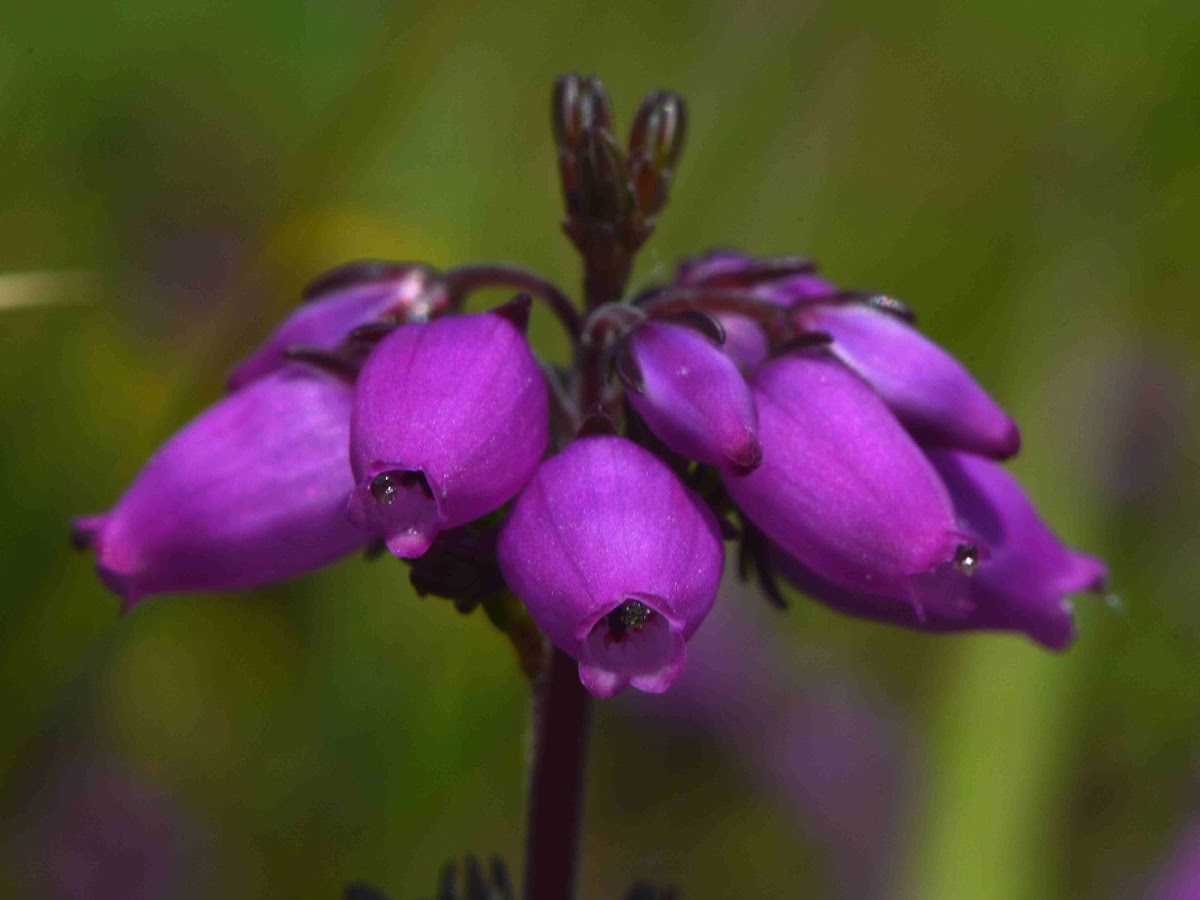 Bell Heather