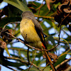 Small minivet