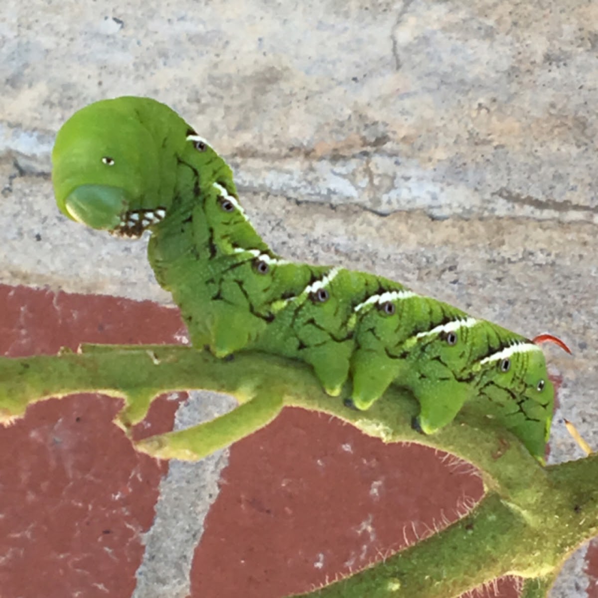 Carolina Sphinx Moth (Tobacco Hornworm)