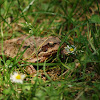 European common frog