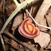 Yellow-footed Polypore