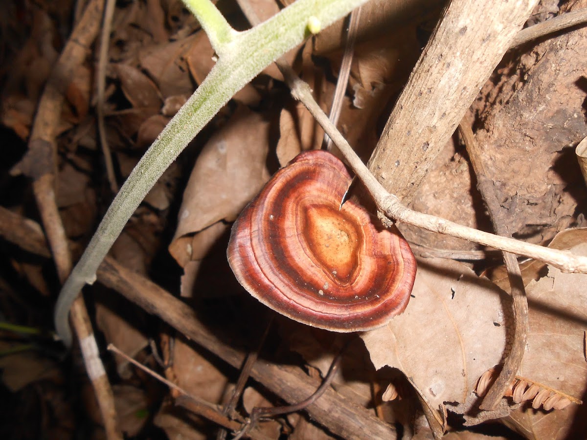 Yellow-footed Polypore