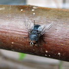 Bluebottle fly