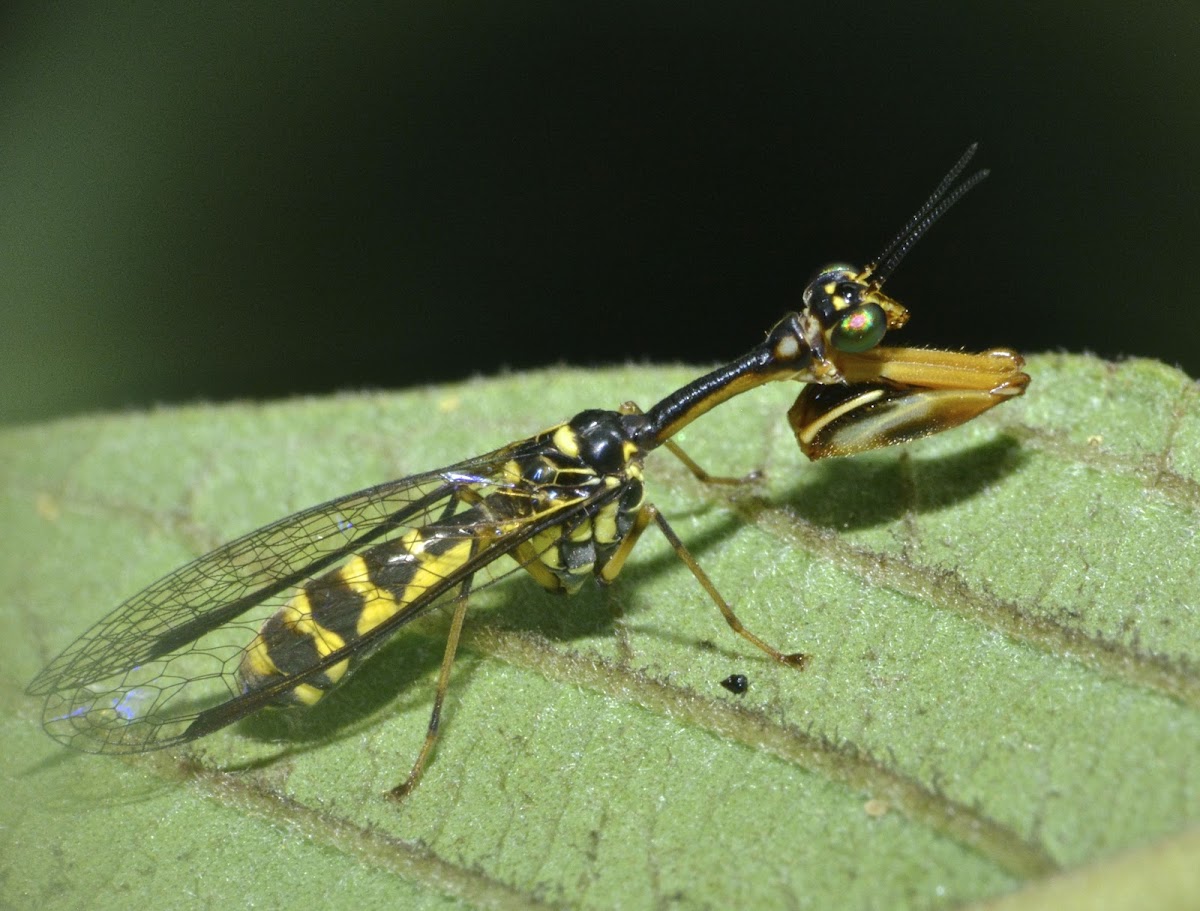 Wasp Mimic Mantidfly