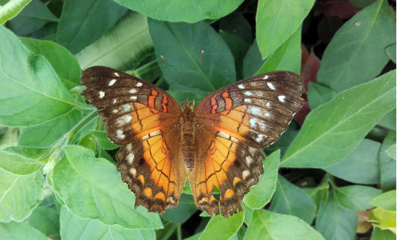 Scarlet peacock