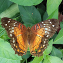 Scarlet peacock