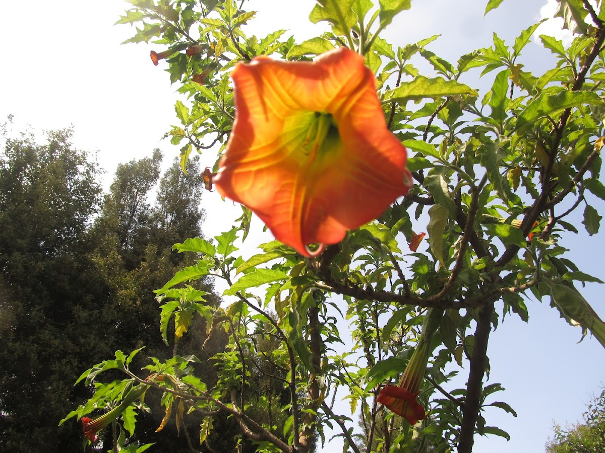 Red Angel's Trumpet