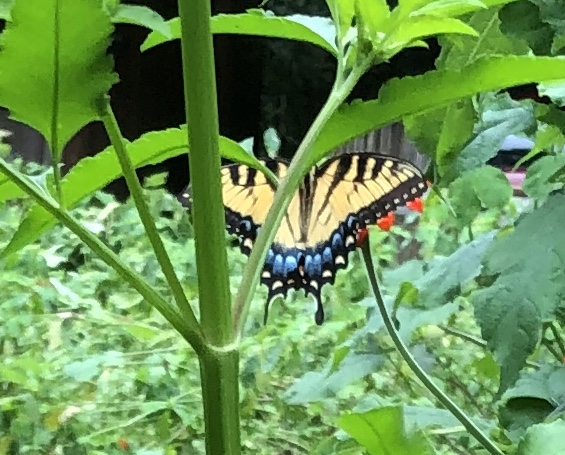 Eastern Tiger Swallowtail