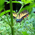 Eastern Tiger Swallowtail