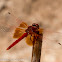 Orange-winged Dropwing