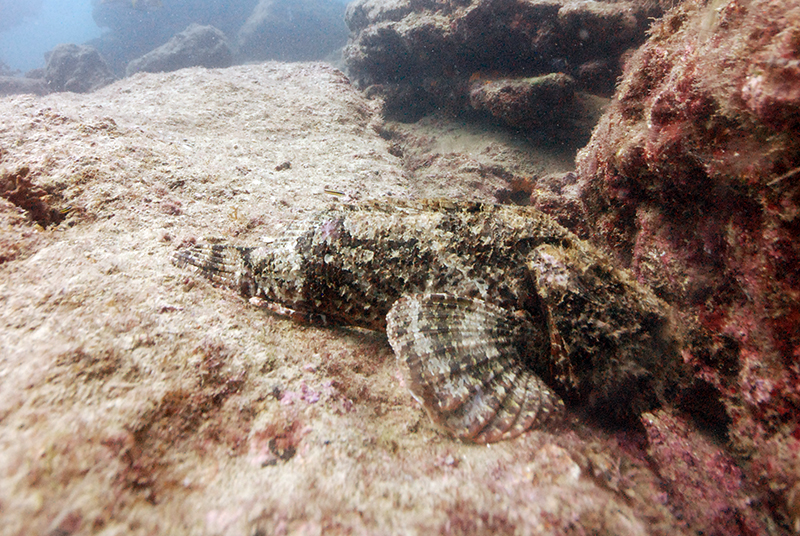 Stone Scorpionfish