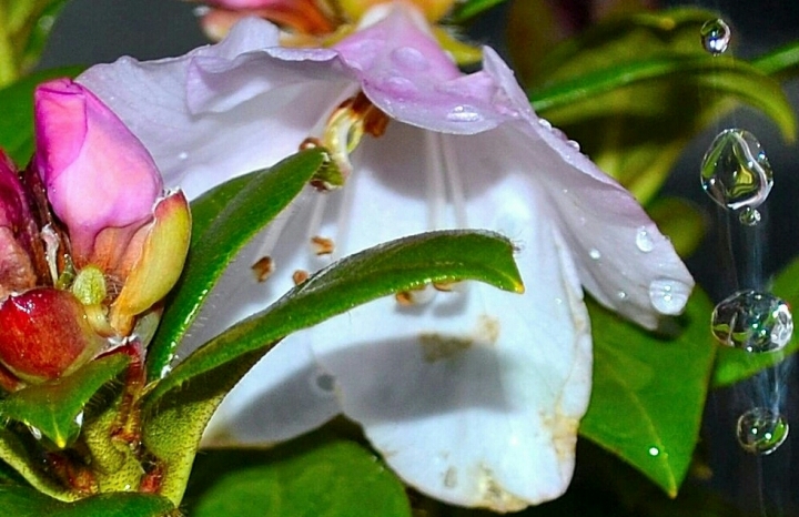 Acqua dal fiore di bambazzo